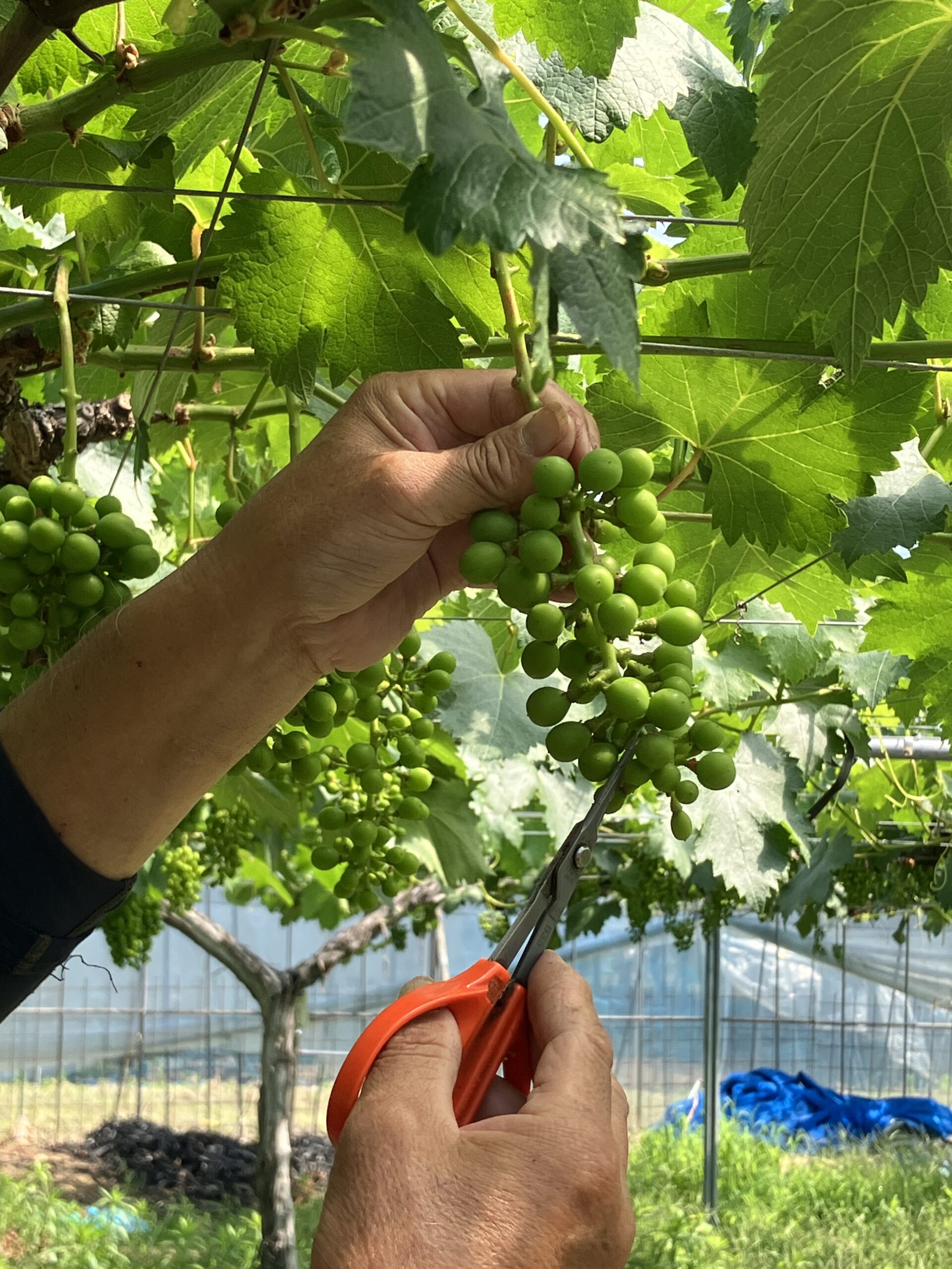 2025年度 農業サポーター養成研修<ぶどう 摘粒作業>※終了しました※